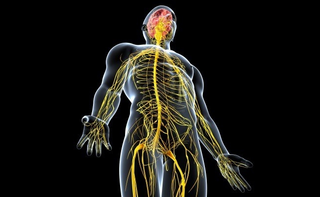 Healthy nervous system